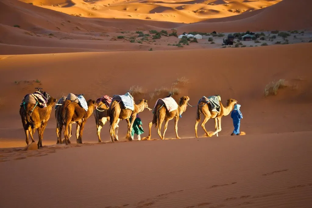 A camel caravan traveling towards the dunes of Erg Chebbi.
