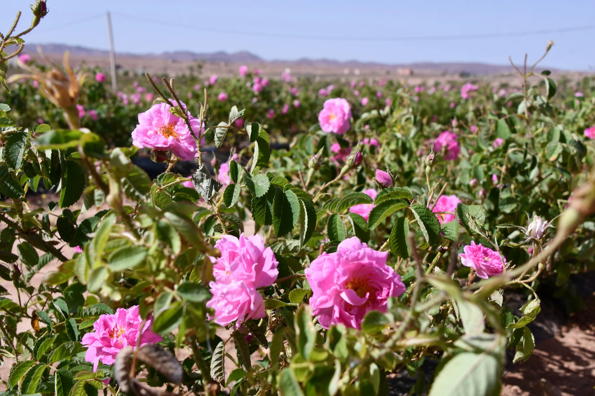 Spring roses flowering in the Valley of Roses.